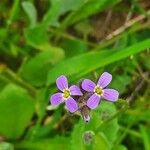 Arabis verna Kwiat