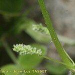 Urtica morifolia Virág