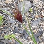 Dianthus carthusianorum Blüte