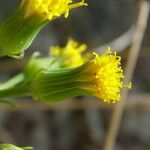 Senecio bigelovii Flor