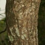 Mimusops balata 樹皮