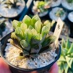 Haworthia cymbiformis Lapas