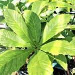 Rodgersia aesculifolia Yaprak