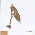 Ischnosiphon puberulus Hoja