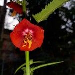 Pentapetes phoenicea Flor