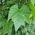 Vitis riparia x Vitis rupestris Leaf