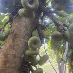 Ficus auriculata Fruit