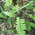 Dryopteris cristata Tervik taim