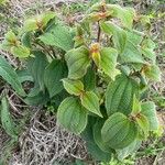 Miconia dependens Feuille