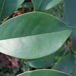 Magnolia figo Hoja