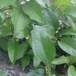 Paederia foetida Levél