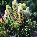 Pinus heldreichii পাতা