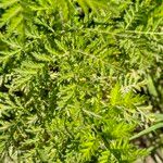 Artemisia annua Blatt