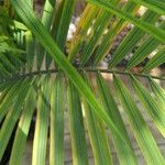 Ravenea rivularis Leaf