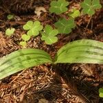 Scoliopus bigelovii Hoja