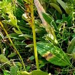 Botrychium lunaria Habit