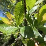 Salix caprea Leaf