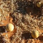 Citrullus colocynthis Fruto