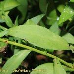 Symphyotrichum × versicolor Leaf