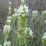 Sideritis hyssopifolia Flower