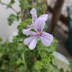 Pelargonium crispum 花