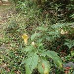 Crambe santosii Hábito