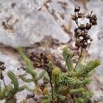 Hypericum ericoides Fruit