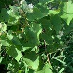 Dombeya kirkii पत्ता