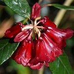 Rhododendron beanianum Blüte