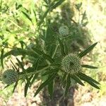 Cirsium altissimum Цветок