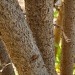 Forsythia suspensa Bark