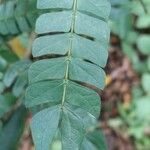 Albizia mainaea