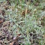 Poa bulbosa Fula