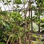 Rhizophora mangle ശീലം