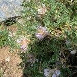 Astragalus sempervirens Kukka