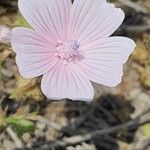 Malva hispanica Blomma