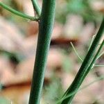 Conopodium majus പുറംതൊലി