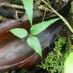 Clematis mauritiana Leaf