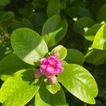 Pereskia grandifolia Blomst