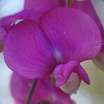 Lathyrus latifolius Flower