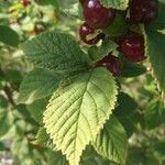 Prunus tomentosa Blatt