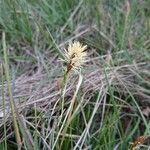 Carex colchica Blüte