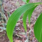 Acacia auriculiformis Blad