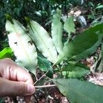 Elvasia elvasioides Leaf