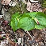 Trillium erectumLiść