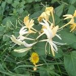 Lonicera japonicaফুল