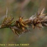 Carex colchica Owoc