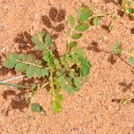 Senna italica Habit