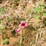 Sesamum alatum Flower