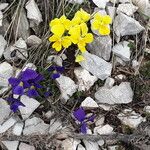 Viola eugeniae Blüte